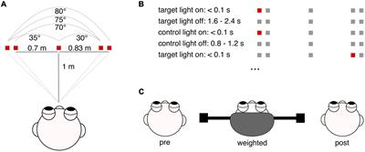 Altered sensorimotor processing in irritable bowel syndrome: Evidence for a transdiagnostic pathomechanism in functional somatic disorders
